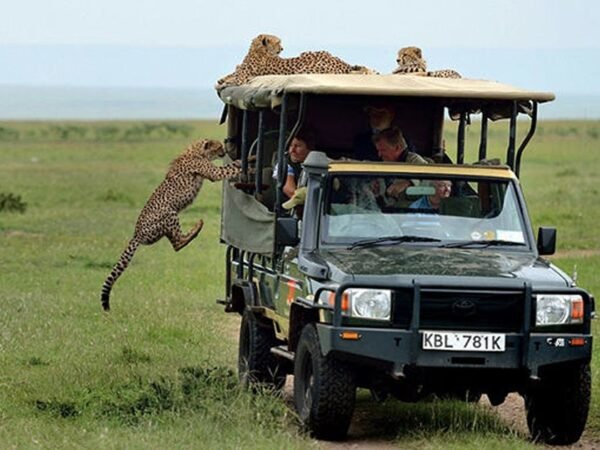 1-Day Trip to Mikumi National Park