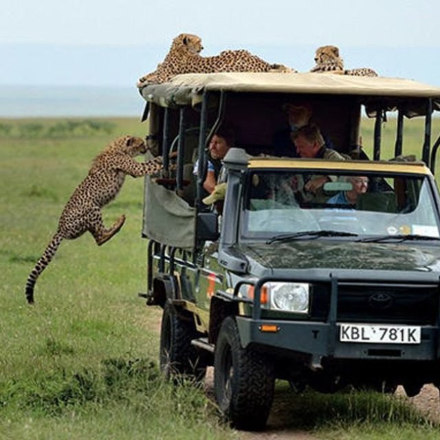 1-Day Trip to Mikumi National Park