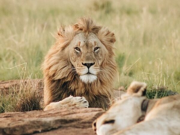 4 Day Big 5 Safari toTarangire, Serengeti & Ngorongoro