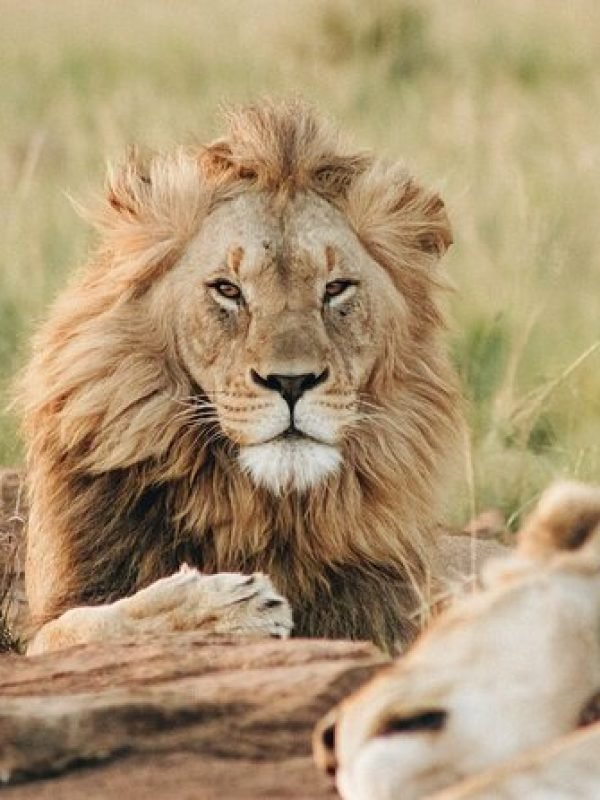 4 Day Big 5 Safari toTarangire, Serengeti & Ngorongoro
