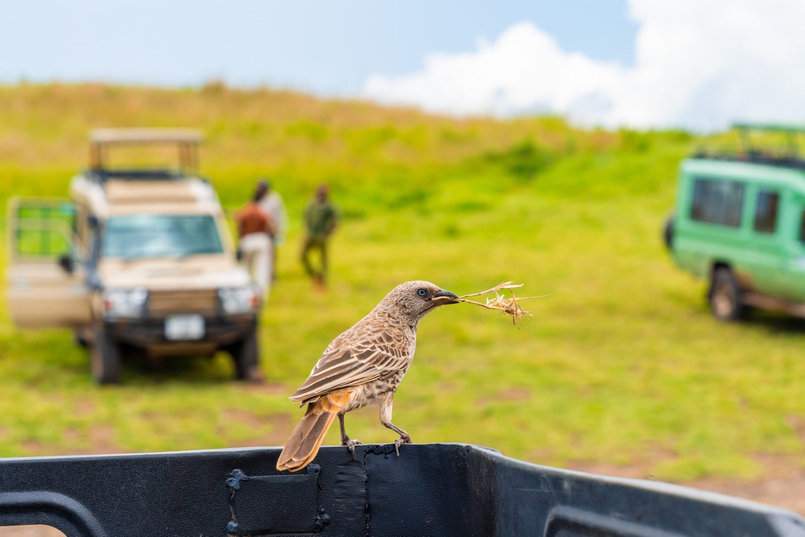 A closeup shot of a beautiful bird sitting on a pick-up