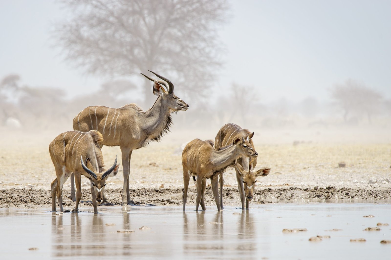 A small herd of Kudu drinking from the waterhole at Nxai Pan, Botswana.